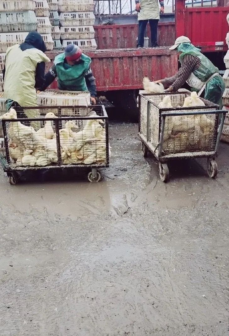 肉鸭养殖乡村振兴,肉鸭养殖与乡村振兴