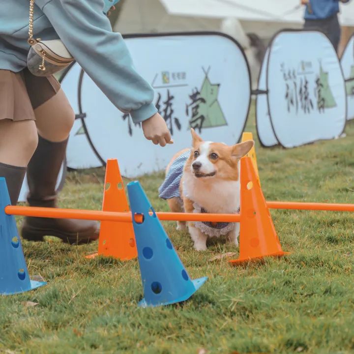 萌宠万圣狂欢夜,萌宠露营云龙区