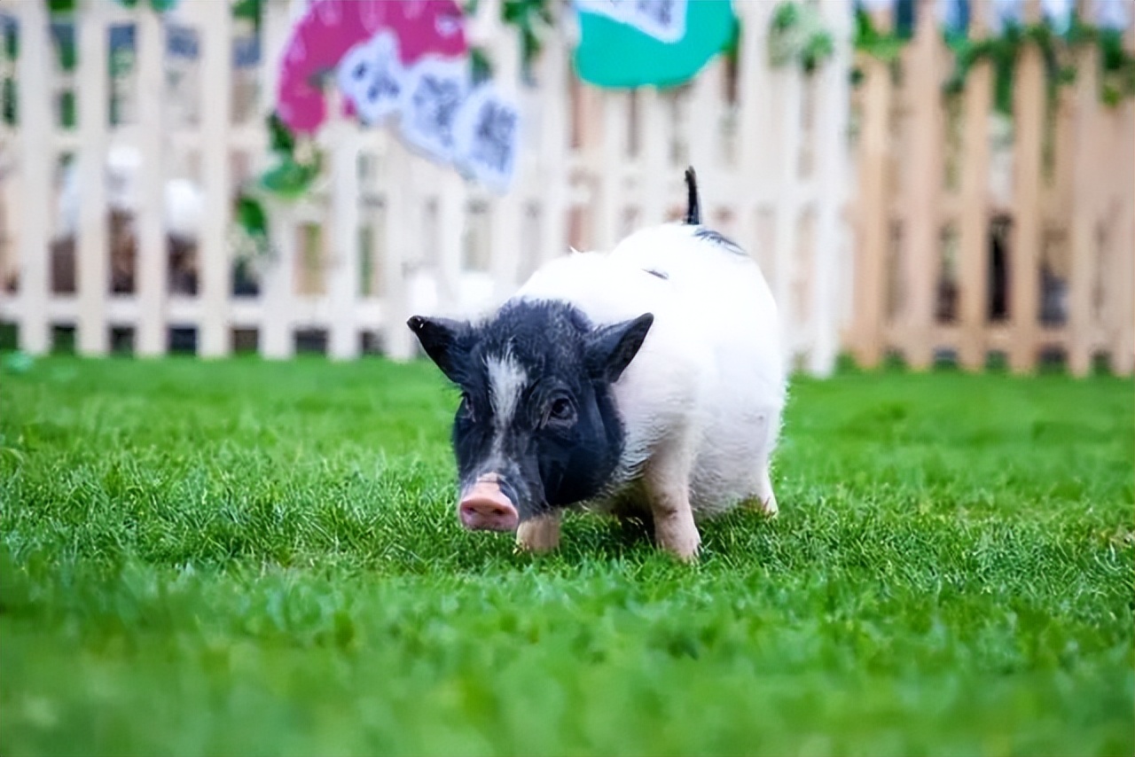 鼓浪屿可以当天预订船票攻略 (鼓浪屿还有免费的船票吗)