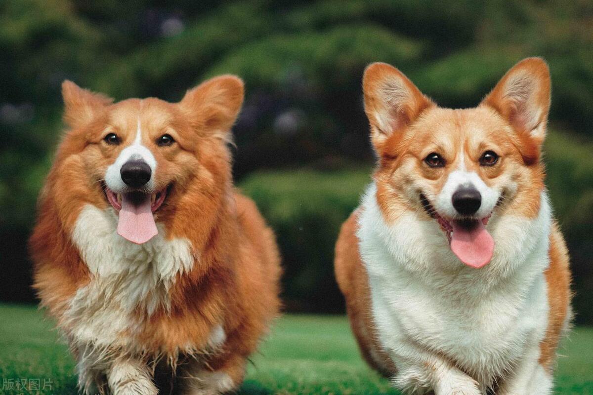 婴幼儿说话早与说话晚有什么区别,孩子说话能力差或者无语言怎么办