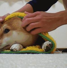 狗狗的一些动作说明狗狗生病了,这5个信号是狗狗生病的标志