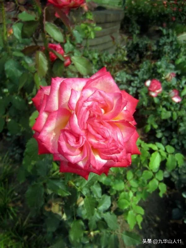 黄色系藤本月季哪个品种好,适合海南种的藤本月季品种