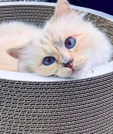 世界上最有钱的猫，坐拥21亿的财富