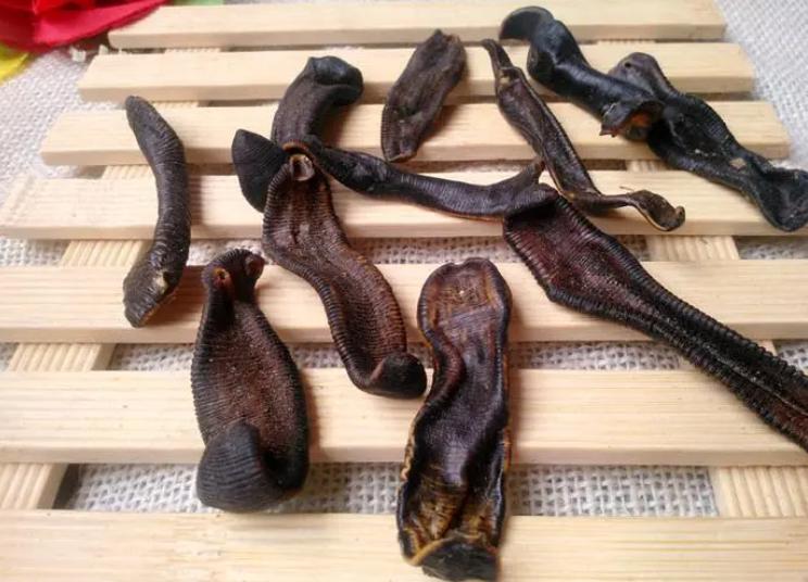 化痰散结，这几味虫类药材，助你“吃掉”肠息肉