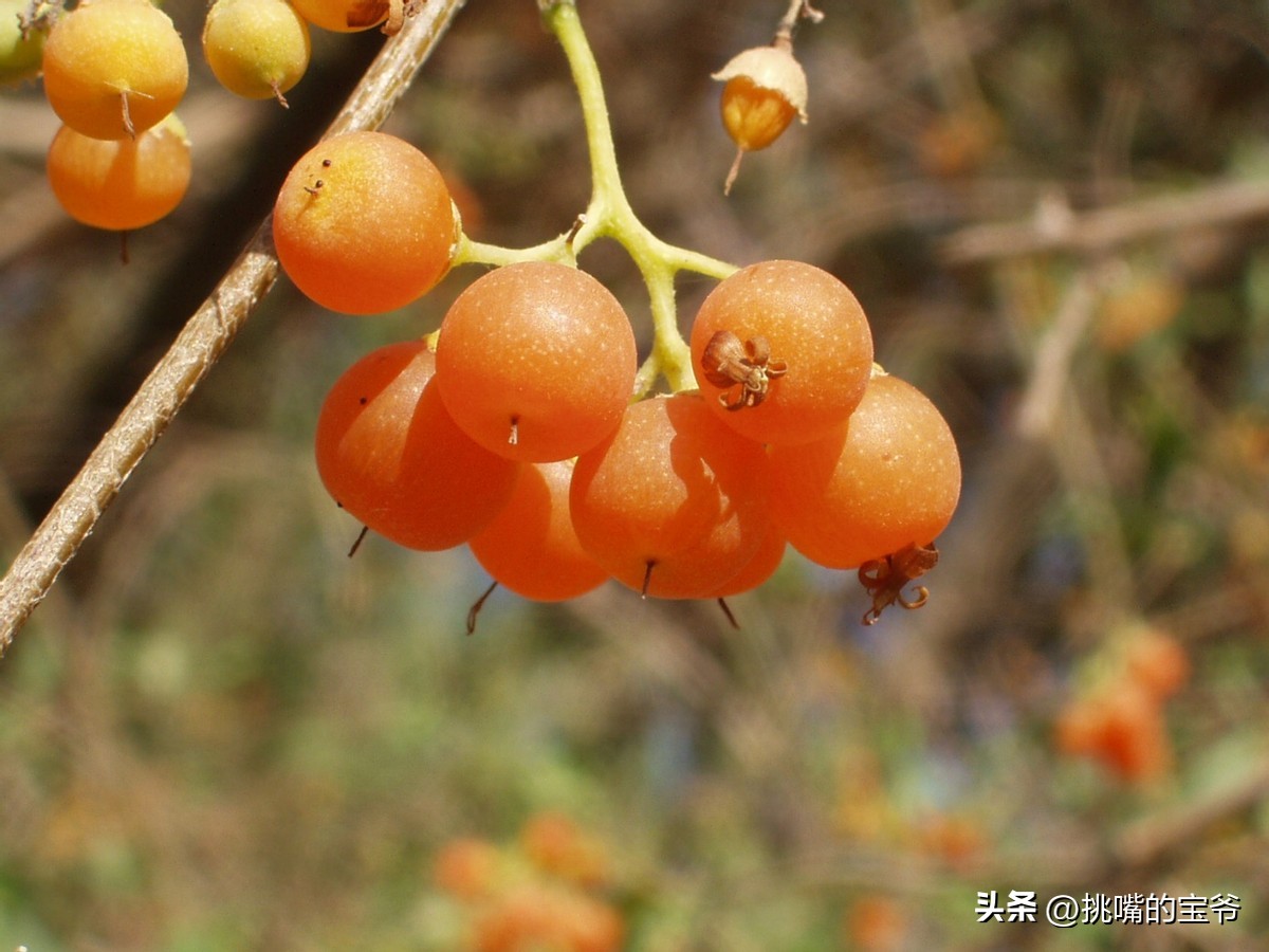 人口与北京相当，面积与*藏西**接近的尼日尔，有什么饥荒水果