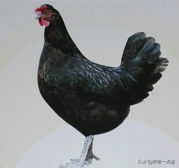 蛋鸡饲料价格上涨,蛋鸡饲料涨鸡蛋会涨吗