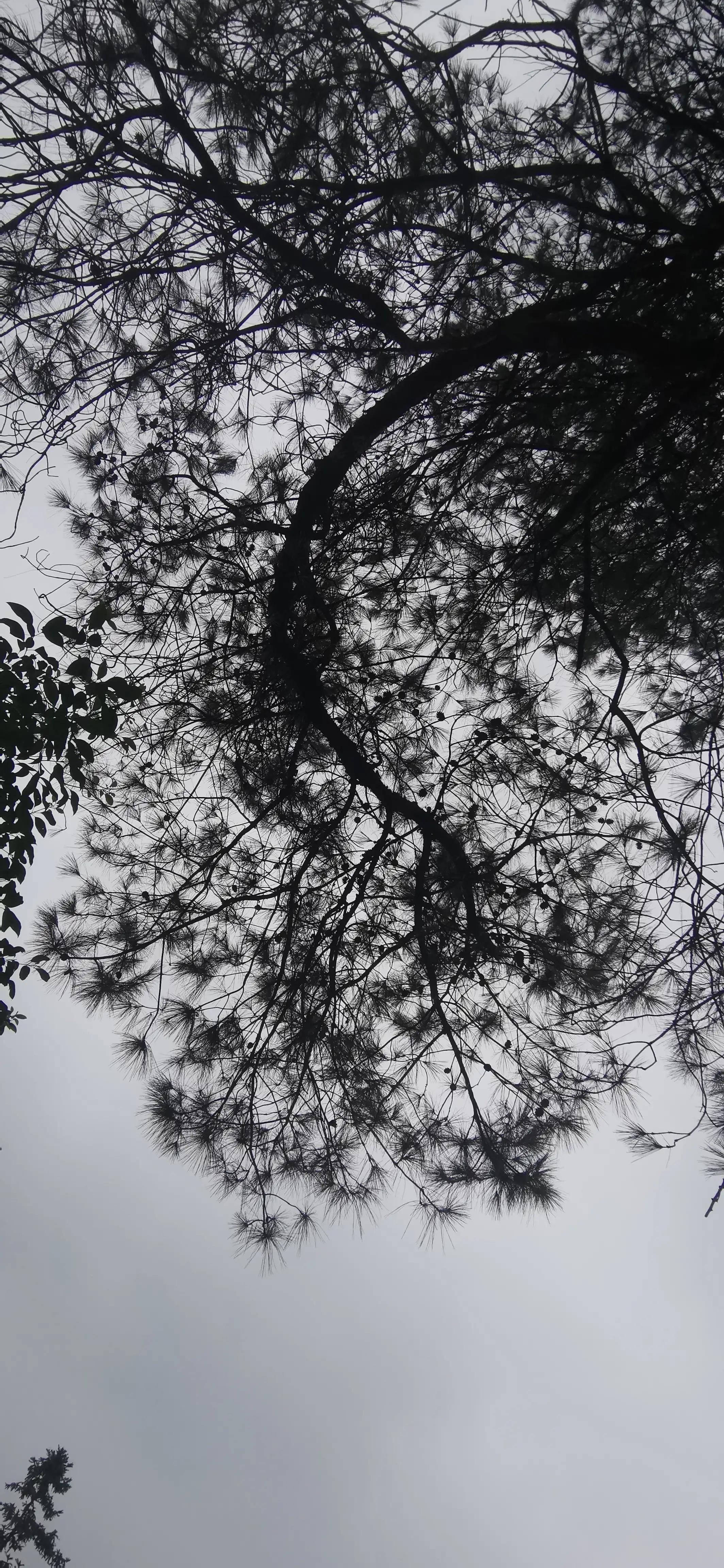 何当凌云霄直上数千尺是什么意思,怎样赏析何当凌云霄直上数千尺