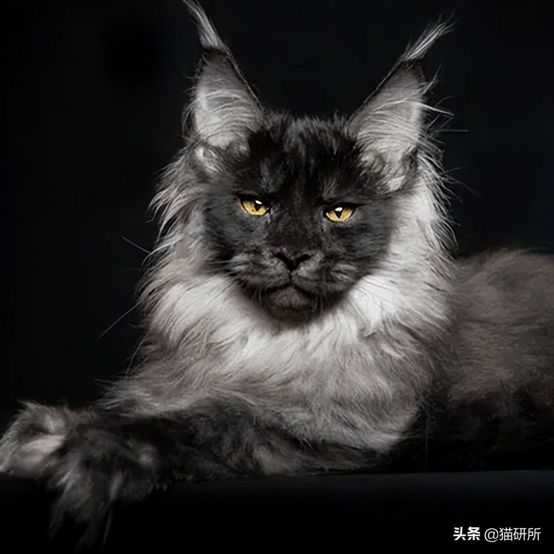 英短猫和美短哪个好养,英短跟美短猫咪