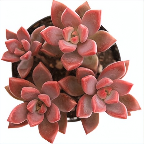 102个大类近500个多肉植物图片，都极其美丽，建议在家中也养一盆