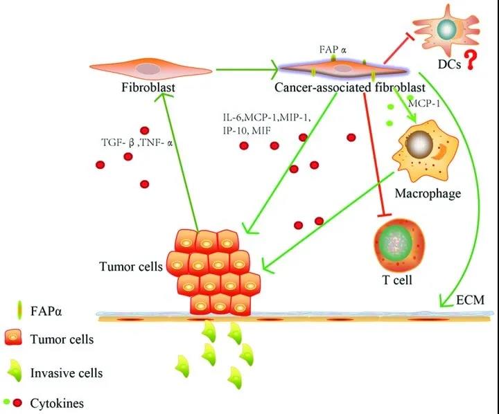 探讨胶原蛋白II在软骨中表达，对于去除节弦中异位变化