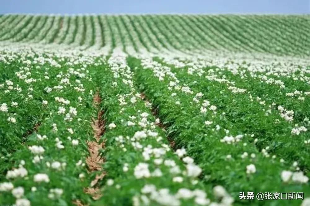 张家口坝上明珠沽源,张家口沽源坝上最新消息