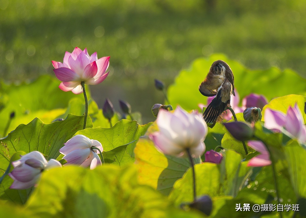 荷花摄影的拍摄方法和技巧,拍摄荷花摄影新手别犯这8个错误
