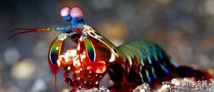 非常好吃的皮皮虾你们吃过吗,超大的皮皮虾带给大家认识一下