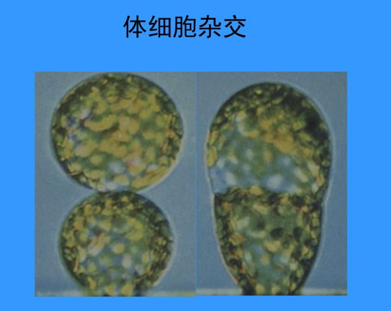 为什么日本人要杂交胚胎实验,日本人的杂交实验成功了吗