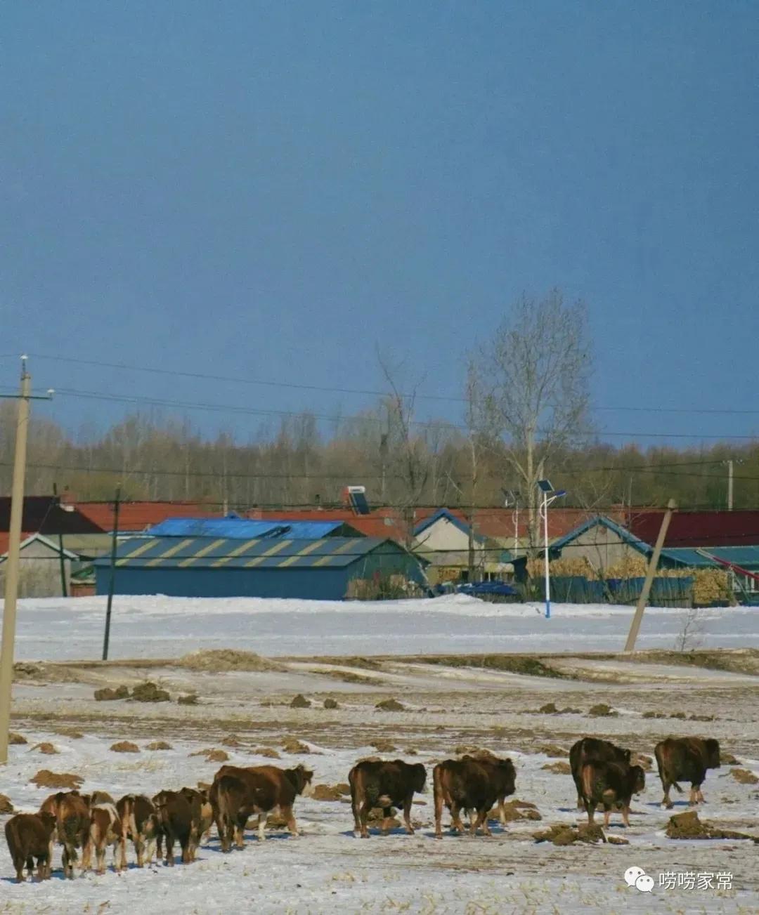 东北的冬天真实的样子,东北人的样子