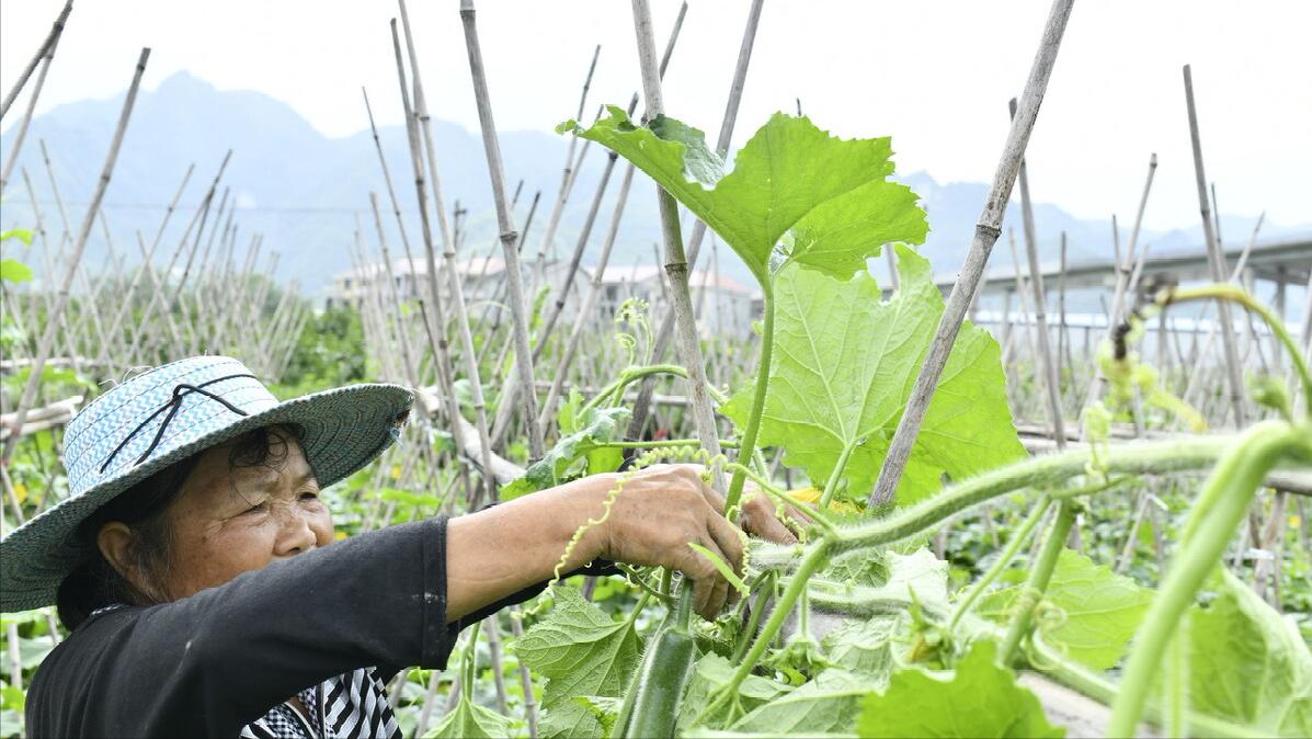 在农村怎样经营好一个家,家庭农场怎么运营需要什么手续