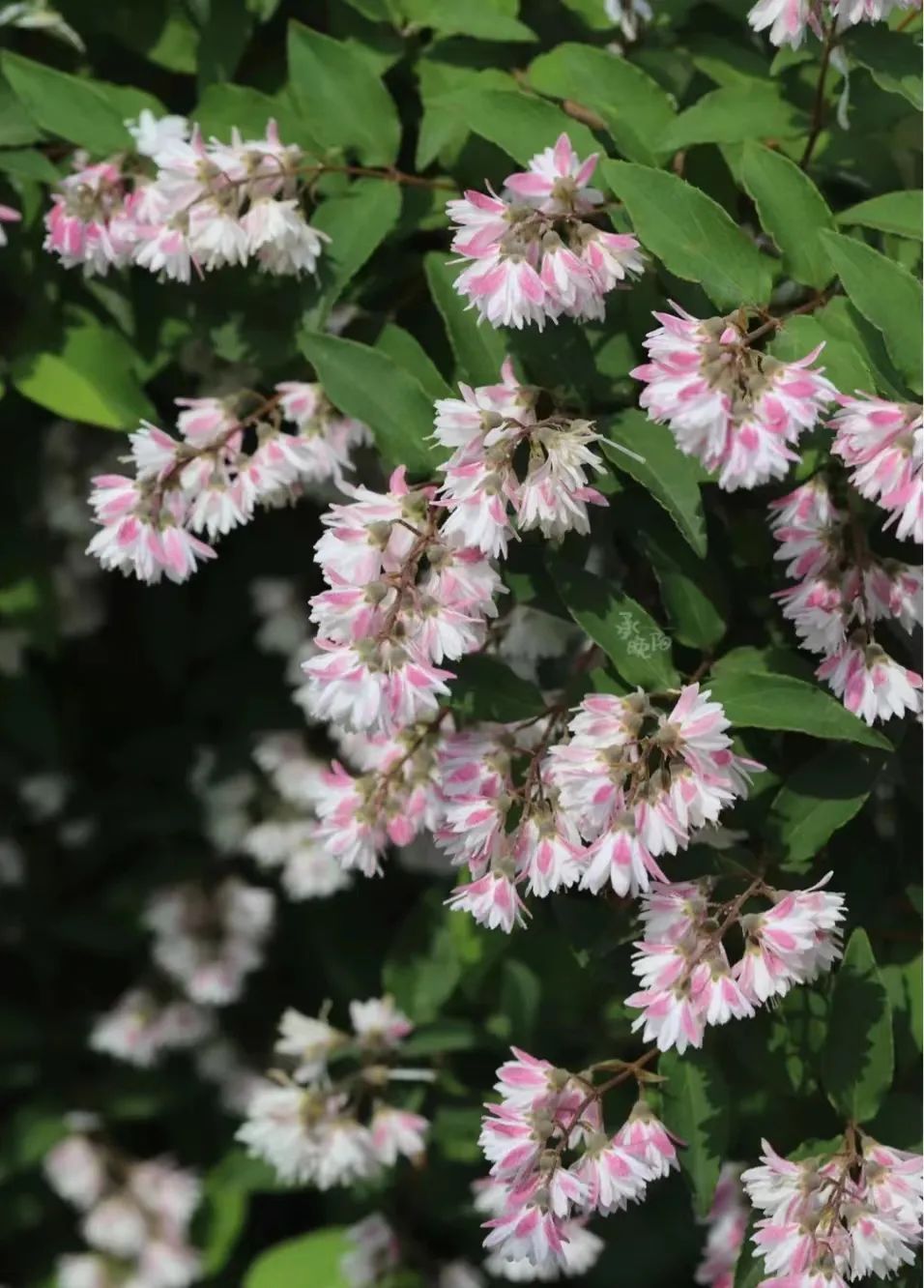适合在路边种的野花,那些路边不起眼的花儿