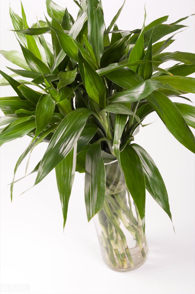 富贵竹应该怎么养才好活,你知道富贵竹怎么养吗