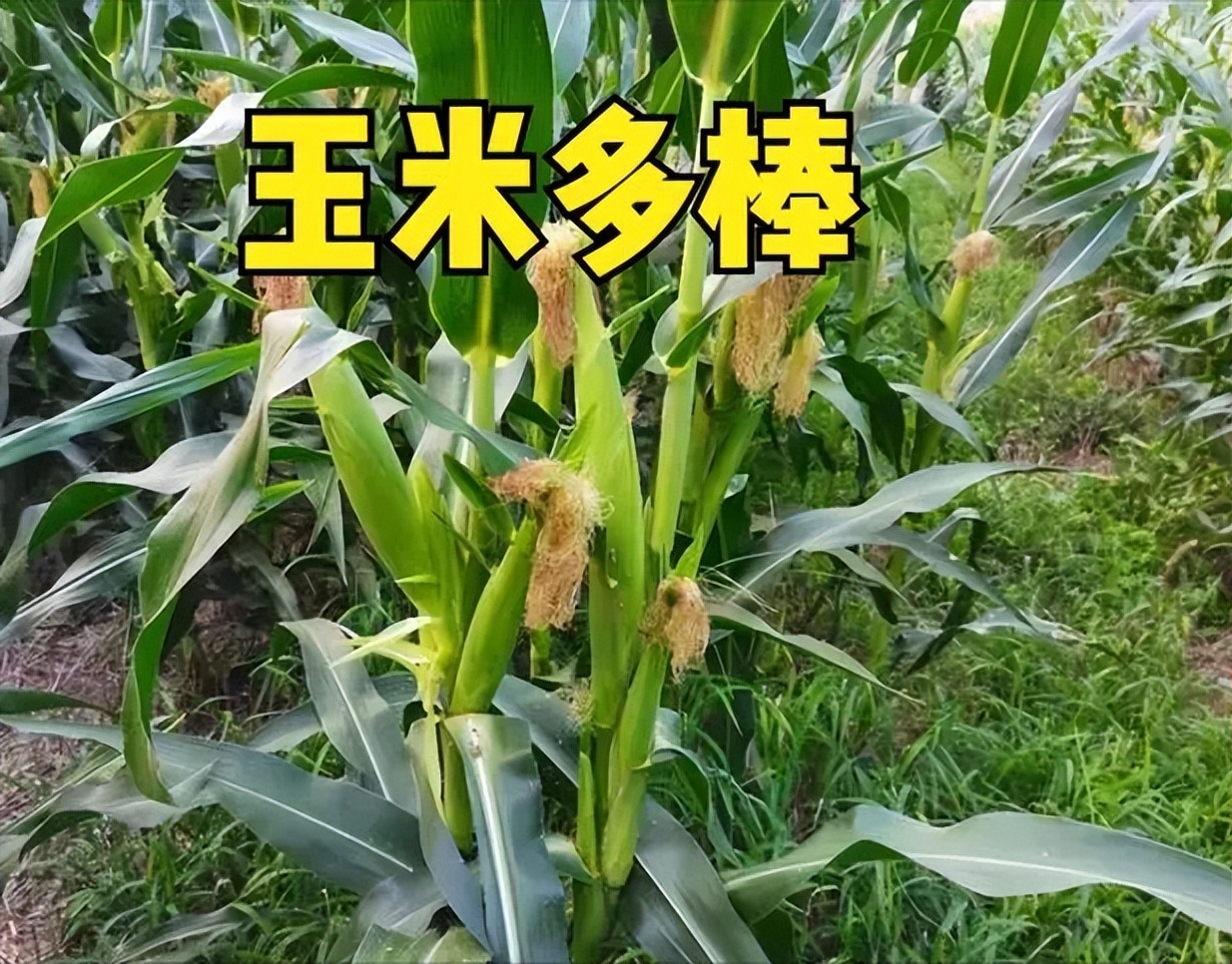 春玉米芽子用掰吗,玉米芽子需要掰还是不需要掰