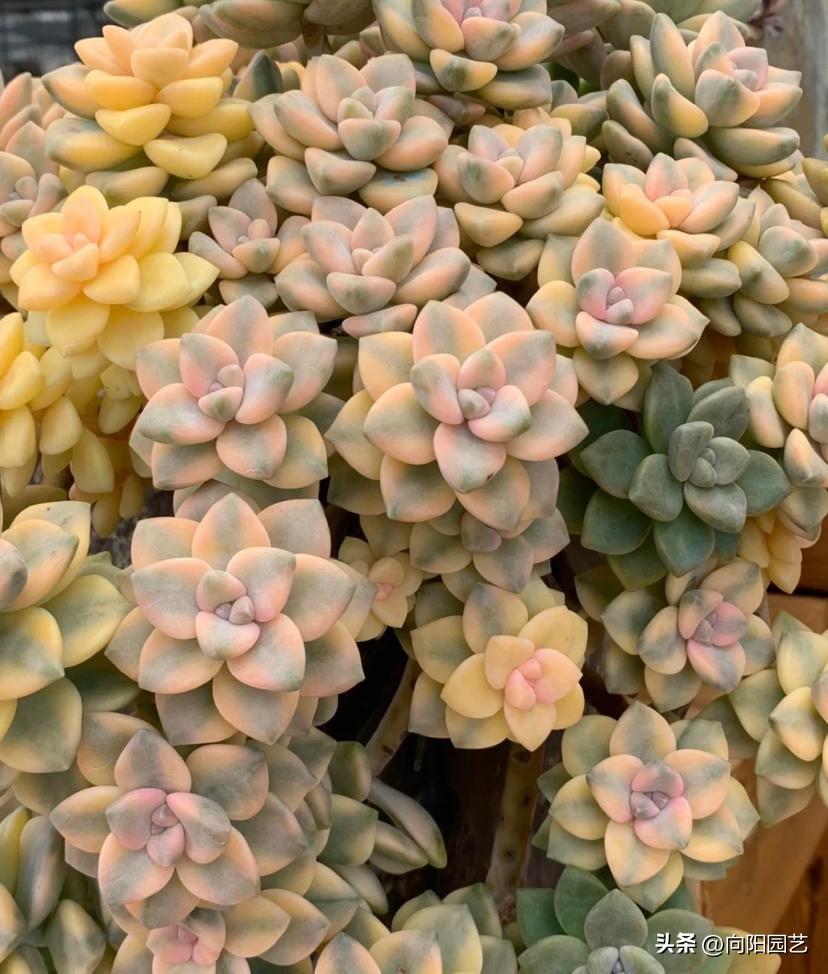 好养皮实的多肉品种推荐,新手小白养多肉哪个品种好养