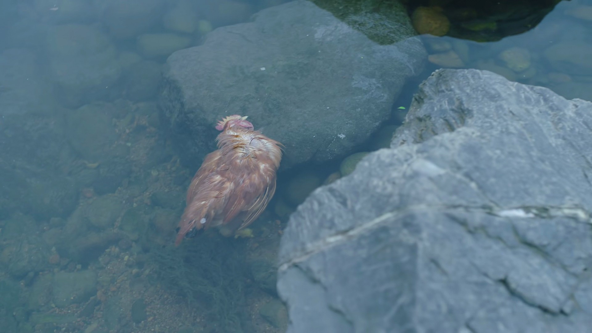 才播2集，口碑爆了，剧情高能，老戏骨惊艳，高鑫新剧凭什么？