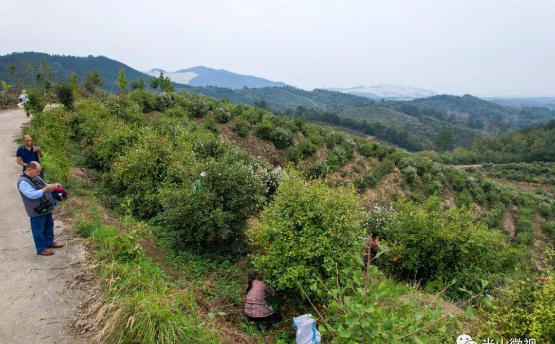 美丽的光山美景,光山县万亩油茶
