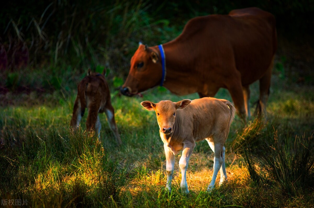 母牛助产方法图解,母牛分娩是助产好还是不助产好