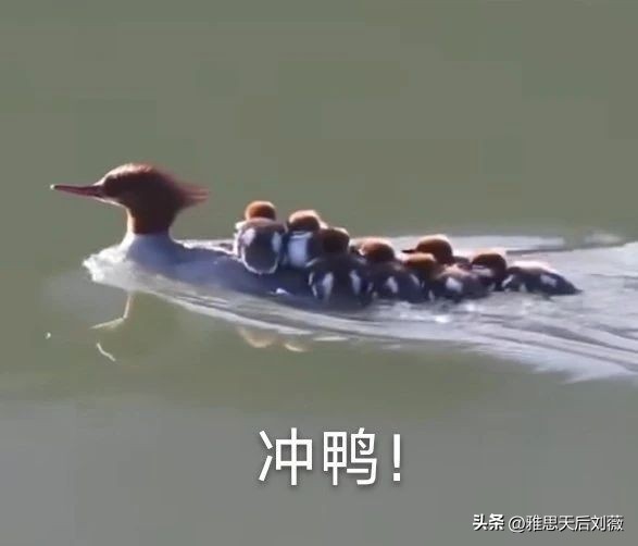 雅思知识大全及注意事项,新手小白应该了解雅思的什么