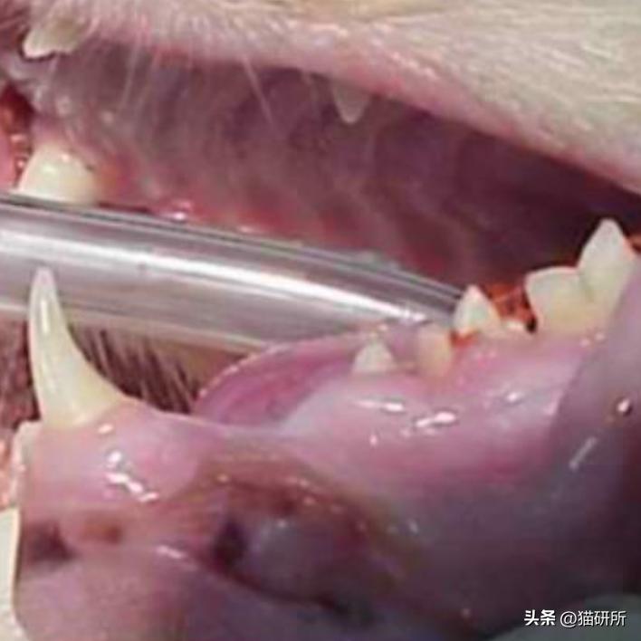 猫咪的腿瘸了可以用什么方法治疗,猫咪没有受伤但是瘸吃什么药