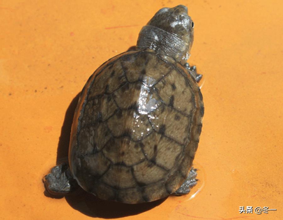 乌龟初学者,乌龟新手入门教程视频