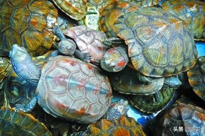 巴西彩龟养殖方法和注意事项,巴西翠龟品种