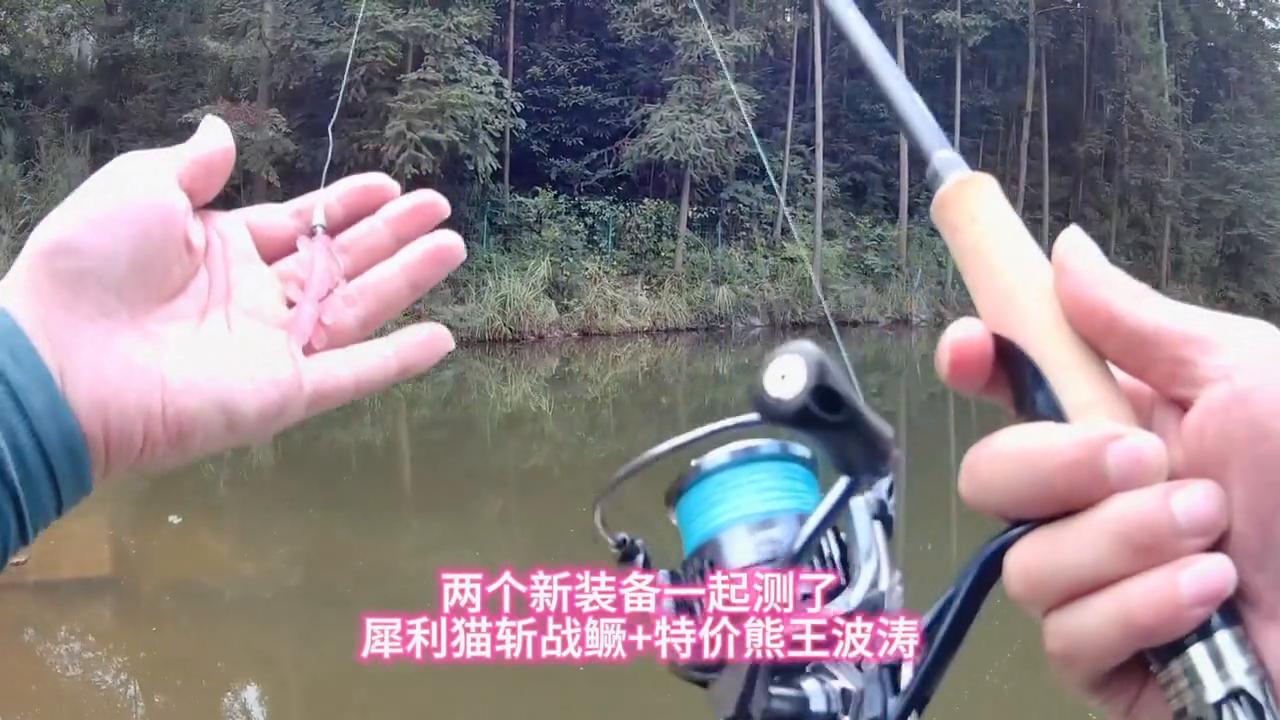 性价比高的长毛猫,性价比小猫猫粮