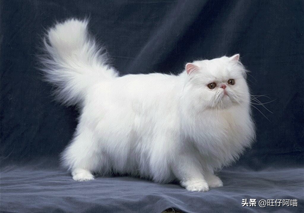 十大可爱猫咪排行榜有没有你家的,既可爱又聪明的十大猫咪排名