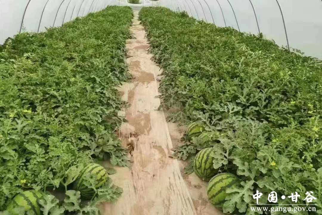 村党建引领壮大集体经济简介,党建引领壮大村集体产业经济