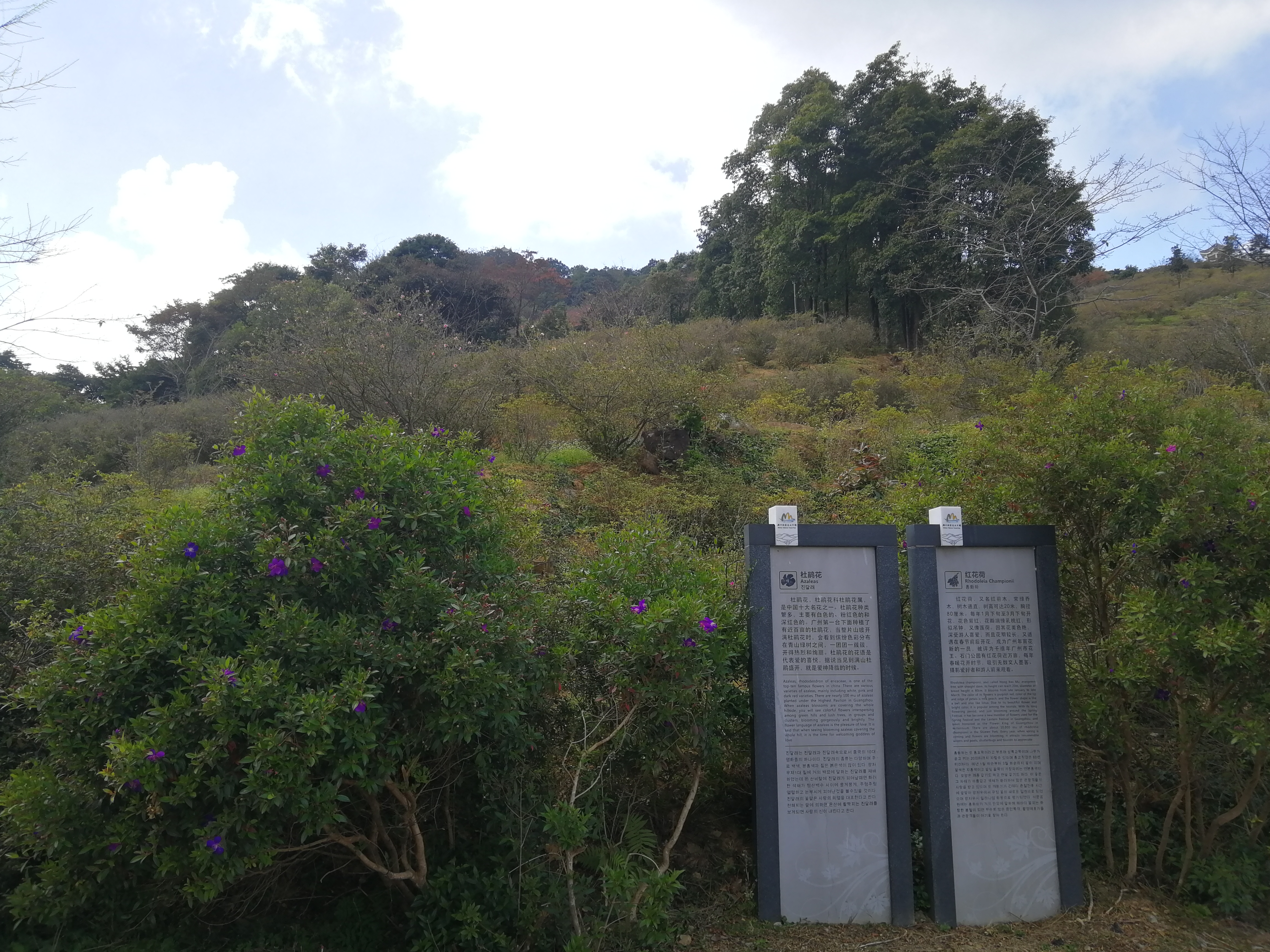 石门森林公园樱花谷交通线路,从化石门公园枫叶