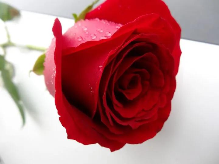 玫瑰花绝美头像,绝美玫瑰花图片