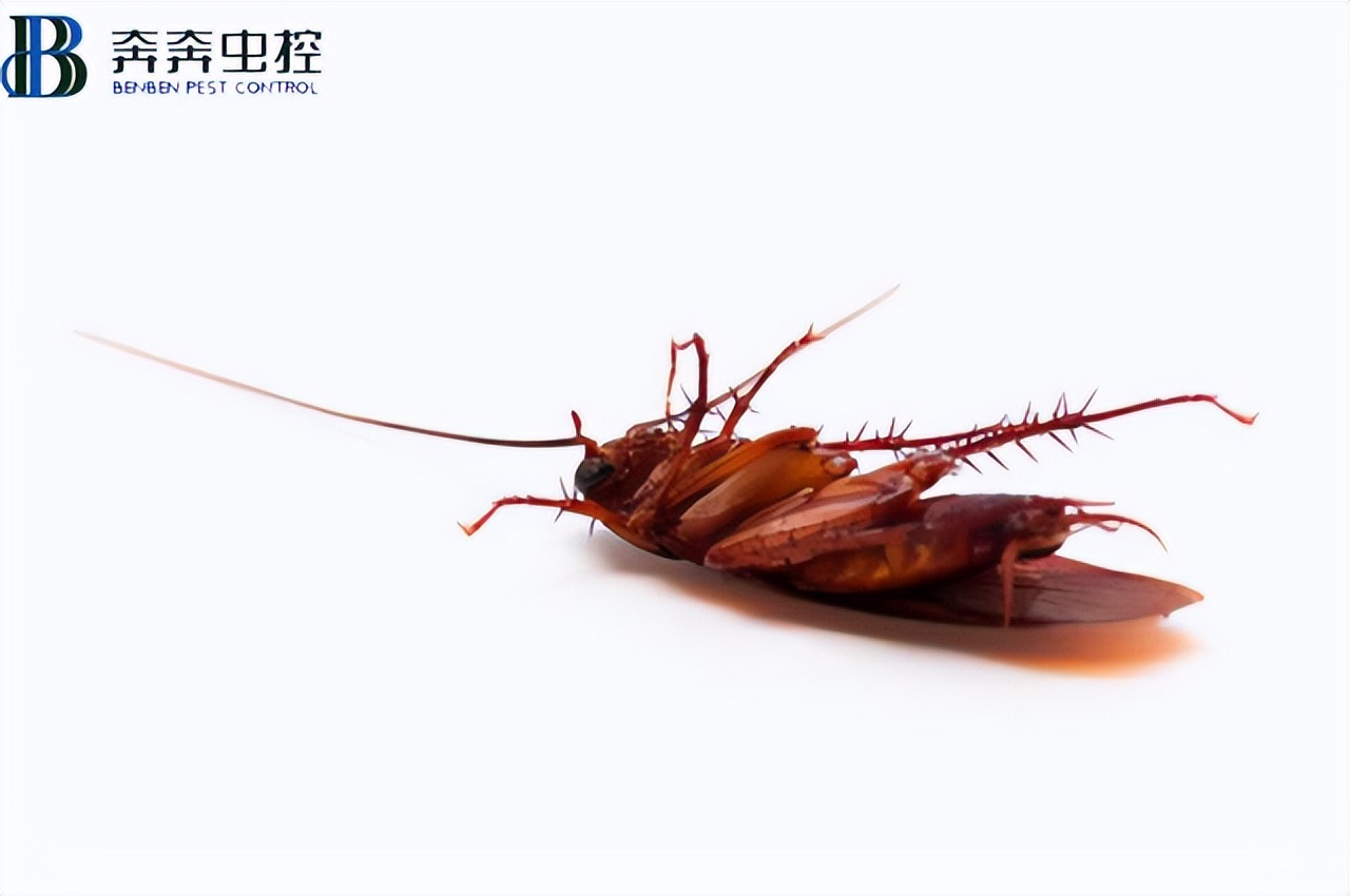 四脚朝天行走的昆虫,哪种昆虫是四脚朝天