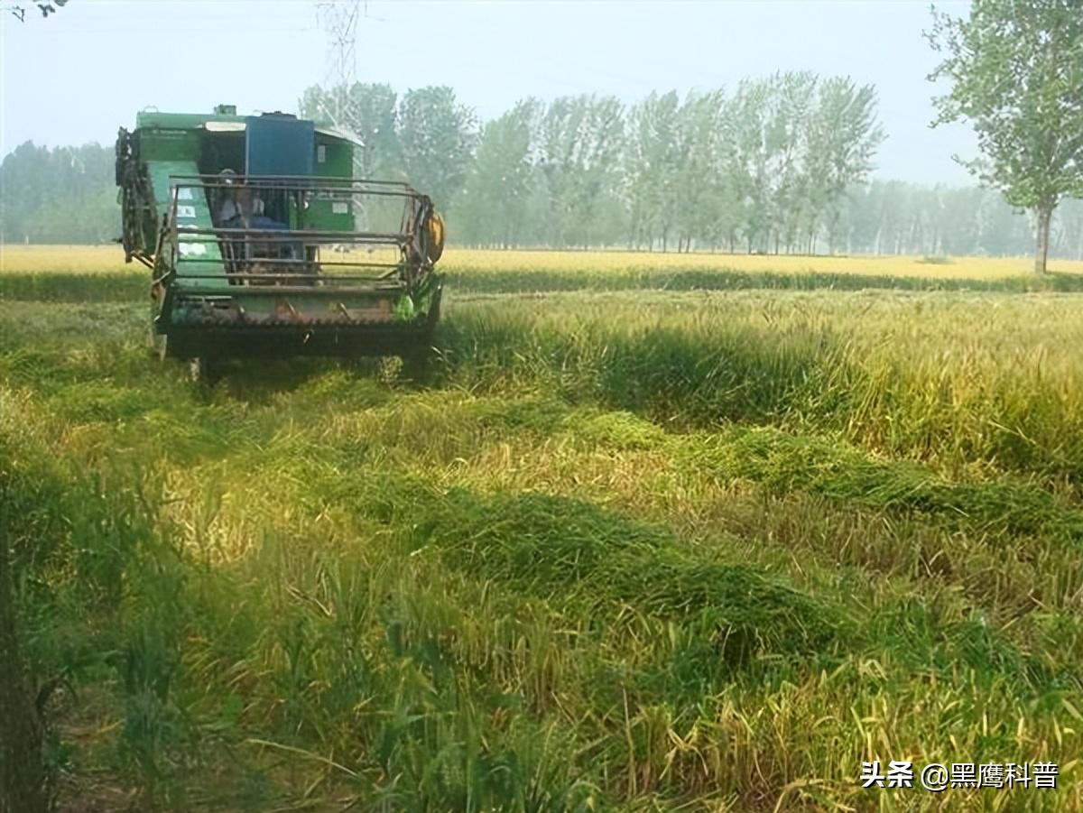 割青麦事件感想,割青麦做青饲料事件