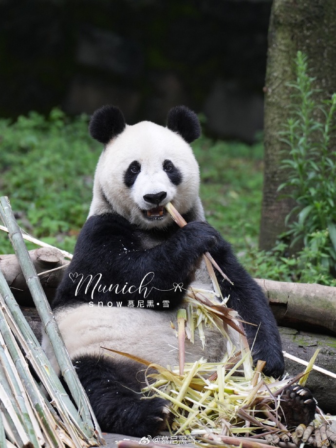 不高的高高和他不白的老婆白云——91年出生的童颜女神大熊猫白云