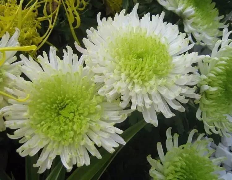 绿牡丹菊花名贵稀有吗,菊花绿牡丹介绍