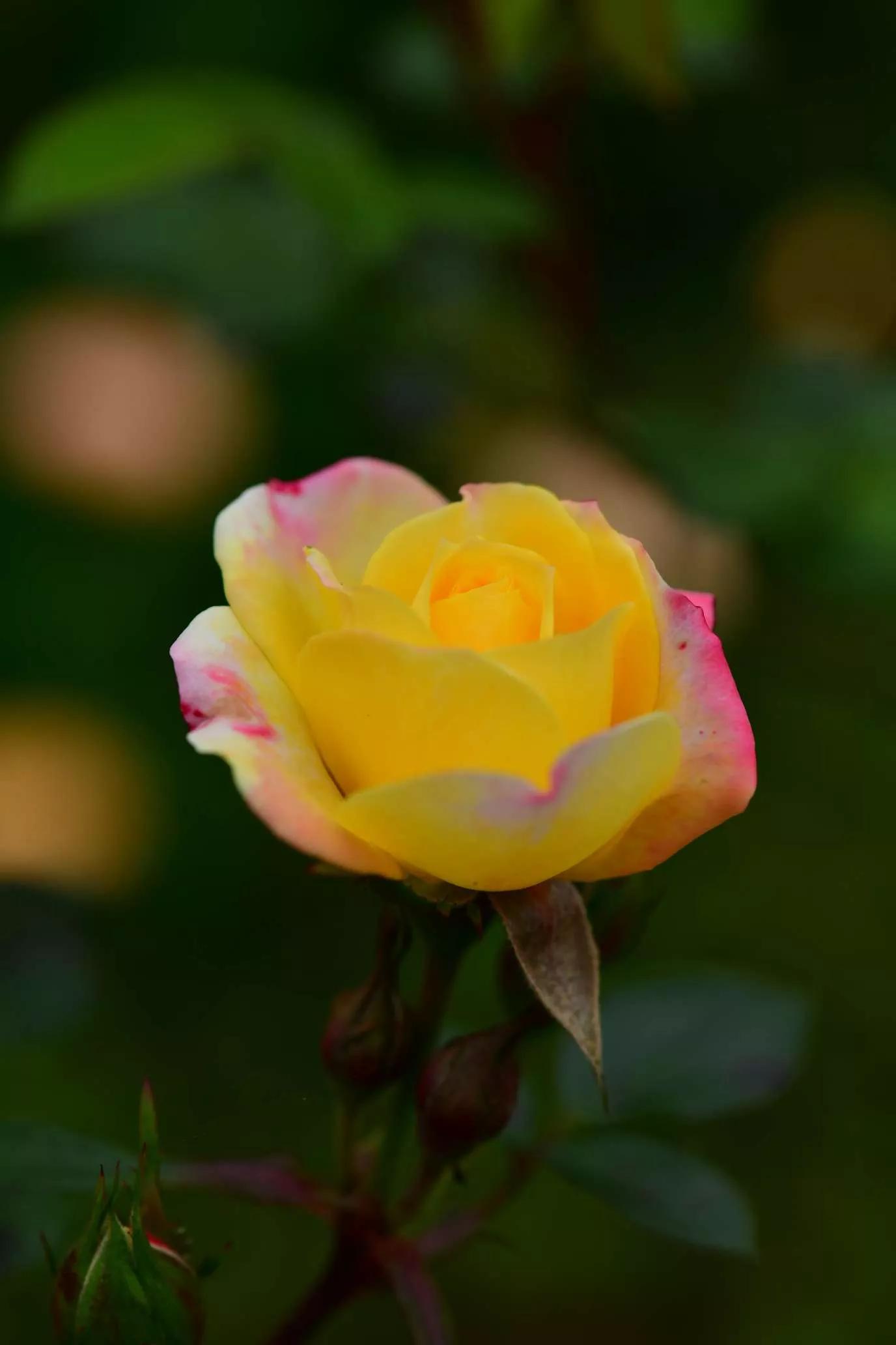 所有花的名称大全,认识各种花的寓意