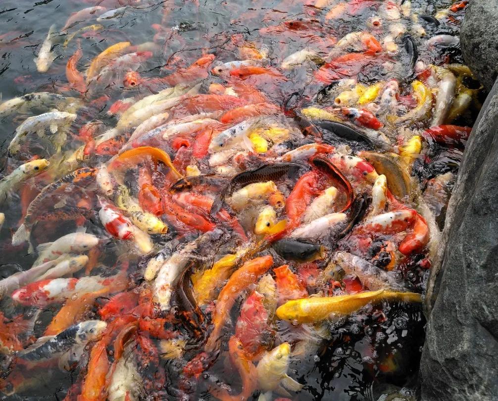 自由自在游来游去,鱼儿自由自在地游来游去