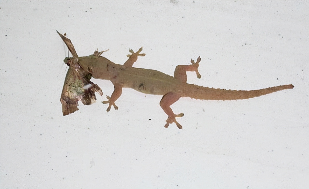 家里进了壁虎可以不理吗,家有壁虎需要留住吗