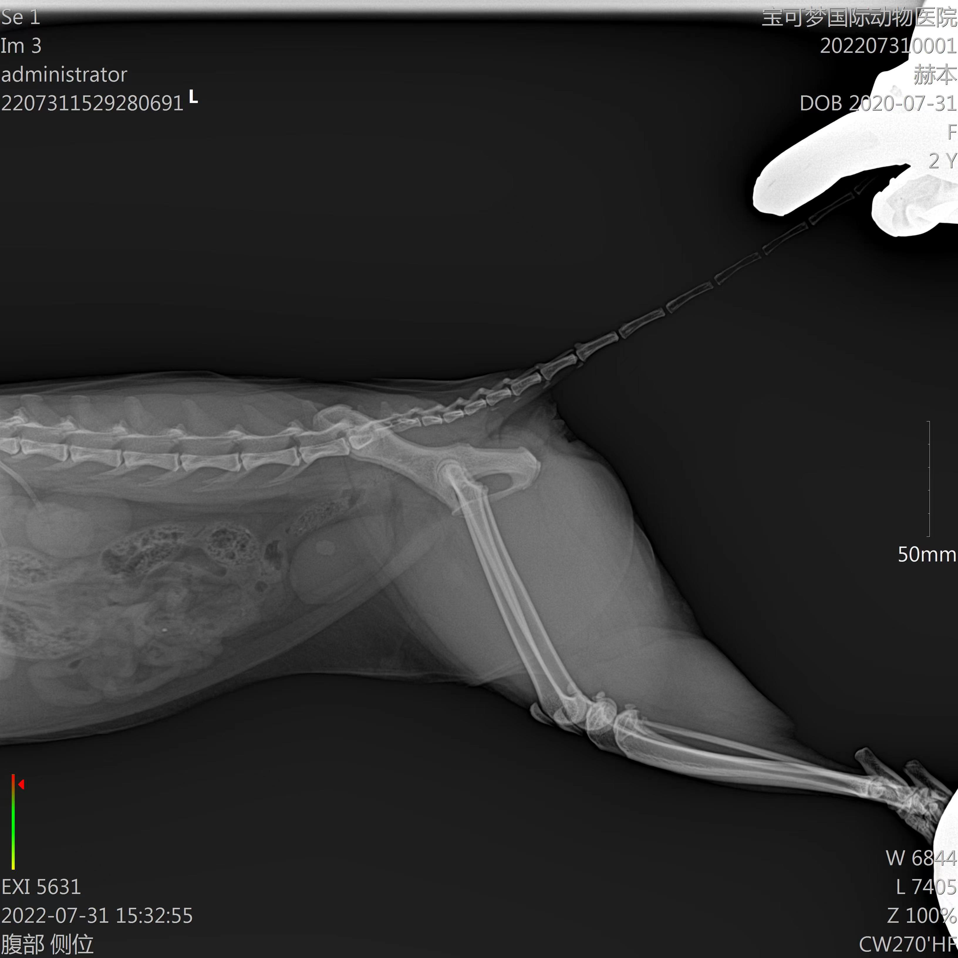 狗狗尿路结石中医治疗,狗狗尿路结石的治疗药