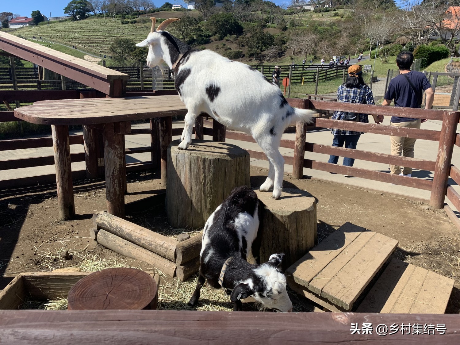 日本亲子农场主题乐园,日本最火亲子牧场