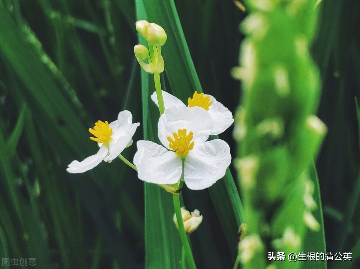水生花卉栽培方法和技术,十种常见水生花卉