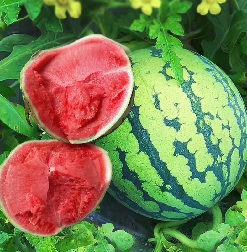 今年夏天最好吃的西瓜,10种最好吃的西瓜