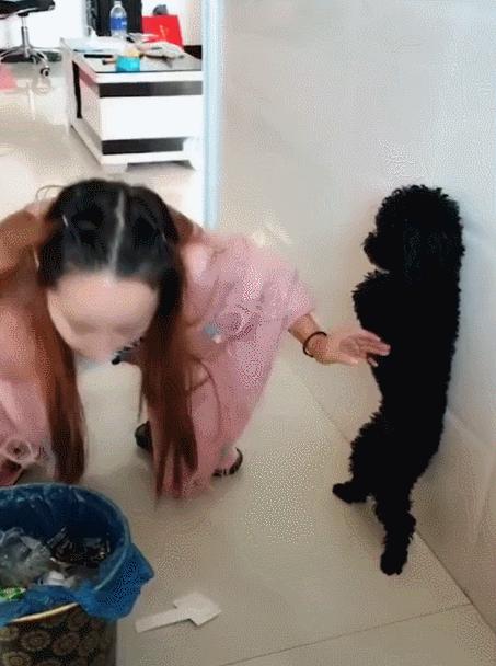 狗狗的6个坏习惯一定要及时纠正,哪种狗狗最可爱而且好养聪明