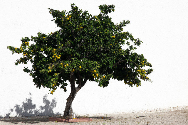 桔子树小说一生的故事,一生的故事桔子树全文免费阅读