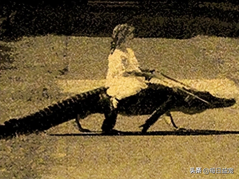 世界十大最奇葩的宠物,世界上最奇异的小宠物